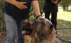 Spara ai cani della ex e alla cugina della donna, arrestato