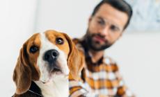 Lecco, taglia di 50 mila euro per trovare chi ha ucciso un cane