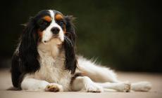 Raduno di Cavalier  a Fontanellato per aiutare altri «King» in cerca di una famiglia