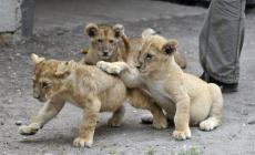 Bimbo di 4 anni vaga per giorni tra i leoni, salvato