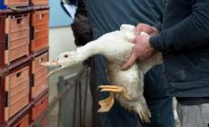 Epidemia di aviaria in Francia: c'è scarsità di foie gras