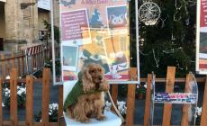 E' Natale A-Mici Cani V edizione