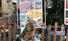 Il Natale degli amici a quattro zampe: foto ricordo sotto l'Albero della piazza 