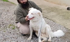 Sky, il cane "rifiutato" che ha trovato una nuova famiglia grazie alla Gazzetta - Video