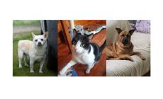 Adottiamoli: c'&egrave; anche Puffi, abbandonato durante le vacanze di Natale