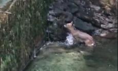 Un cavillo burocratico impedisce all'Oipa di salvare un capriolo ferito 