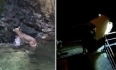 Salvato, dopo giorni di stallo per un cavillo burocratico,  il capriolo ferito di Rovereto 