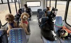 L'autobus per cani che impazza sul web - Video 