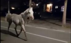 Parma: un cavallo in strada mentre scoppiano i botti di Capodanno in zona via Cremonese - Video