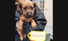 Adottiamoli: Poldo e Piero cercano una casa - Foto 