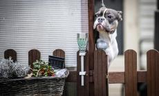 Pavia, cane abbaia e salva dall'incendio madre e figlio che dormivano