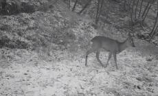 La natura che ci incanta: il cucciolo di capriolo in mezzo alla neve, il lupo e la volpe nei boschi della Val Termina - Video