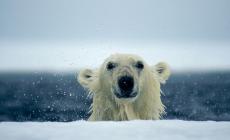Alaska, una donna e un ragazzo attaccati e uccisi da un orso polare