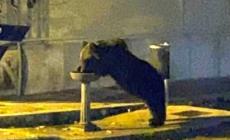 Investito e ucciso l'orso Juan Carrito, mascotte del Parco d'Abruzzo