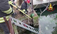 Un lupo intrappolato in un canale nel centro di Verona - Video: il commovente salvataggio dei vigili del fuoco
