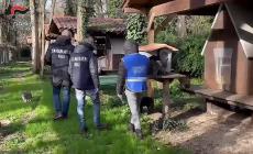 Controlli Nas nei canili: trovate irregolarità in alcune strutture di Parma