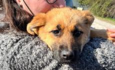 Troppi i cani adottati e poi «tornati al mittente»
