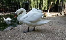 È morto Pippo: il cigno del Parco aveva 30 anni