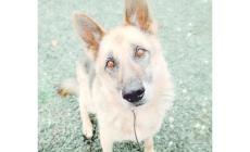 Abbandonati o rifiutati: Baku, Rex, Bill e  Tex cercano una casa e un padrone