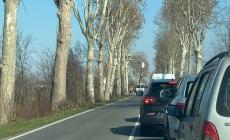 Vicopò: la Provincia abbatte tre platani malati sulla provinciale  62 ed è subito coda 
