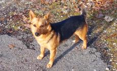 Billo &egrave; sparito nella zona di Lesignano: qualcuno lo ha visto?