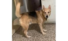 Adottiamoli: c'&egrave; Rex rimasto solo dopo la morte del suo padrone e Zoe e Lalla, splendidi esemplari di pastore tedesco