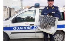  Parma, il  padrone muore e  lei resta  sola in casa: gattina salvata dalle guardie dell'Enpa
