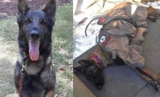E’ morto "in azione" Proteo, uno dei 16 cani da soccorso inviati in Turchia dal Messico