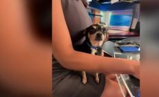 La giornalista conduce il tg con il cane Pancho in braccio - Video