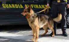 Mafia nigeriana: smantellata un'associazione criminale dedita alla droga , 18 arresti, alcuni anche in Emilia Romagna
