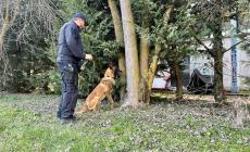 Fidenza, nel parco Luce la droga era nascosta nel tronco di un albero. Guida in stato di ebbrezza: un automobilista aveva un tasso di 2.64