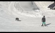 Un cinghiale sulle piste da sci (ha attaccato due snowboarder) - Video