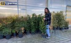 Mettiamo radici per il futuro: al Centro Verde di Vicofertile piante gratis grazie al bando regionale- Video