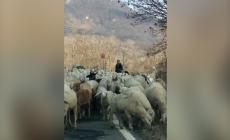 Pellegrino Parmense, in strada spunta... un gregge - Video 