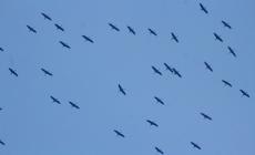 Spettacolo sui cieli a Polesine: lo stormo di gru cenerine  vola sul Po