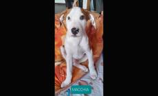 Cuccioli cercano casa e affetto- Foto 