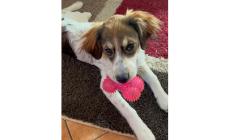 Adottiamoli: c'&egrave; Lady, cucciola educata, Troy giocherellone e Gianni vecchietto ma vivace