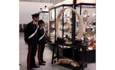 Commercio di specie minacciate di estinzione: sequestrate zanne di elefante al Mercanteinfiera. Una denuncia.