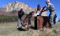 Magie della natura: l'aquila reale impallinata  (curata dal parmigiano Iemmi: videointervista) prende il volo - Video