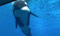 E' morta Kiska, l'orca più sola al mondo. Era prigioniera  nella vasca di un parco divertimenti da oltre 40 anni. "Ora è libera"