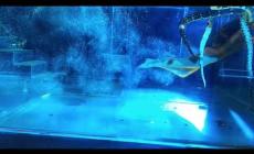 Gli animalisti fermano uno degli spettacoli top del Moulin Rouge: Olga e i suoi pitoni - Video