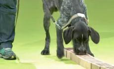 Parkinson, via al progetto di ricerca  con i «supercani»