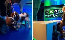 Mentana conduce il Tg de La7 con i cani sotto la scrivania: tanta simpatia sui social