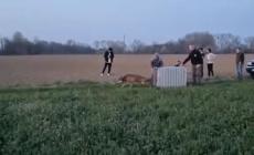 Il lupo curato viene rimesso in libert&agrave;: il  video