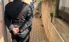 Lotta alla droga, i carabinieri con i cani al Gadda di Fornovo, nei parchi e  in stazione: 5 giovani segnalati 