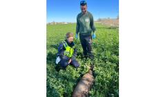 Capriolo investito a Ragazzola: soccorso, sarà curato al Rifugio Matildico