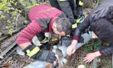 Gattina prigioniera in un tubo: task force in arrivo da Langhirano