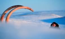 Gli scienziati hanno creato una polpetta di mammut (ma ancora non può essere mangiata)