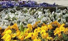 Spariscono dalle aiuole del centro i vasi delle violette del pensiero