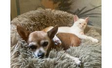 Cani e gatti,  la convivenza: quando la coppia non scoppia